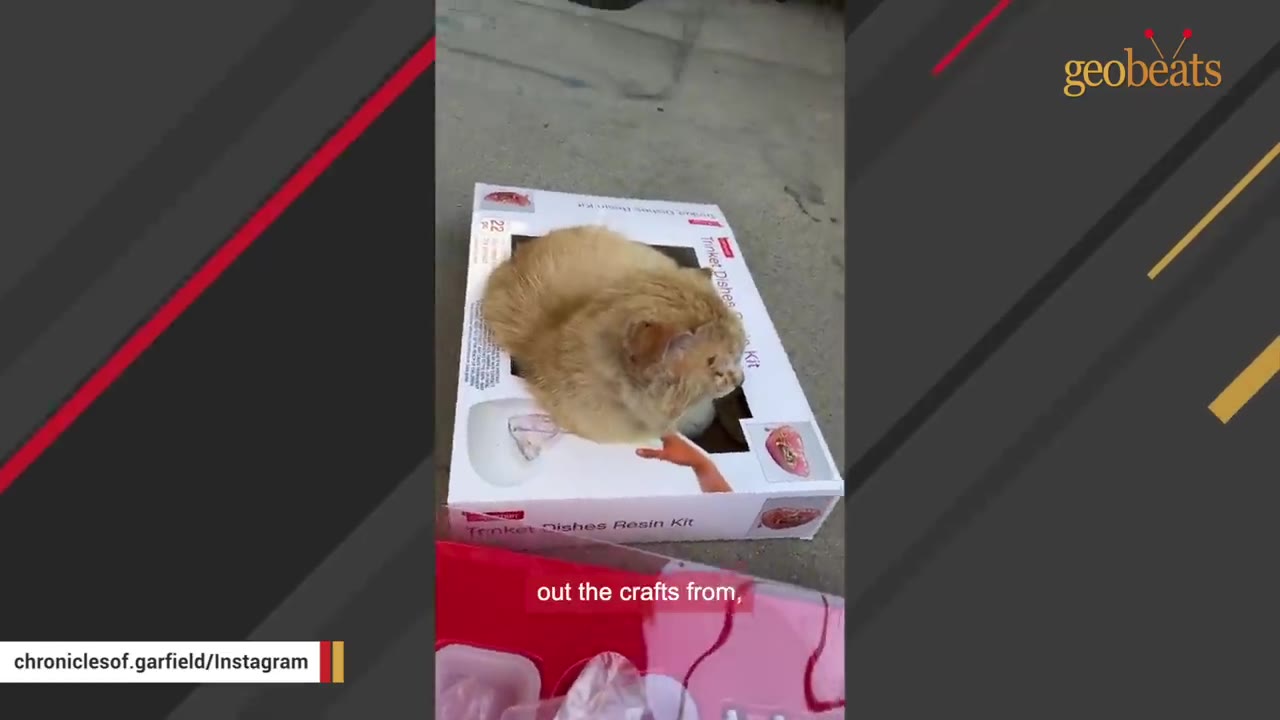 An orange cat curled up inside a shallow cardboard box on the ground.