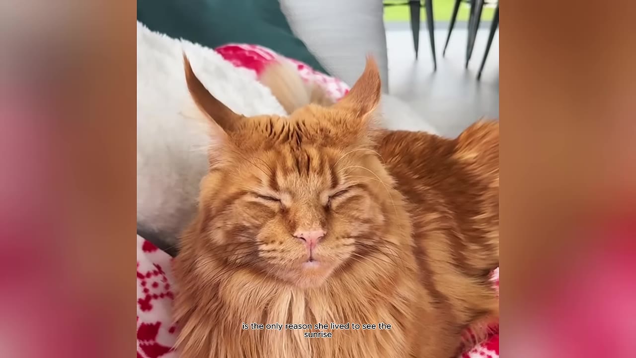 A close-up shot of a fluffy orange Maine Coon cat resting with its eyes closed.