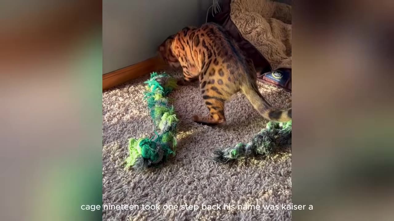 A Bengal cat with distinct leopard-like rosettes on its coat stands on a carpet next to a green rope toy.