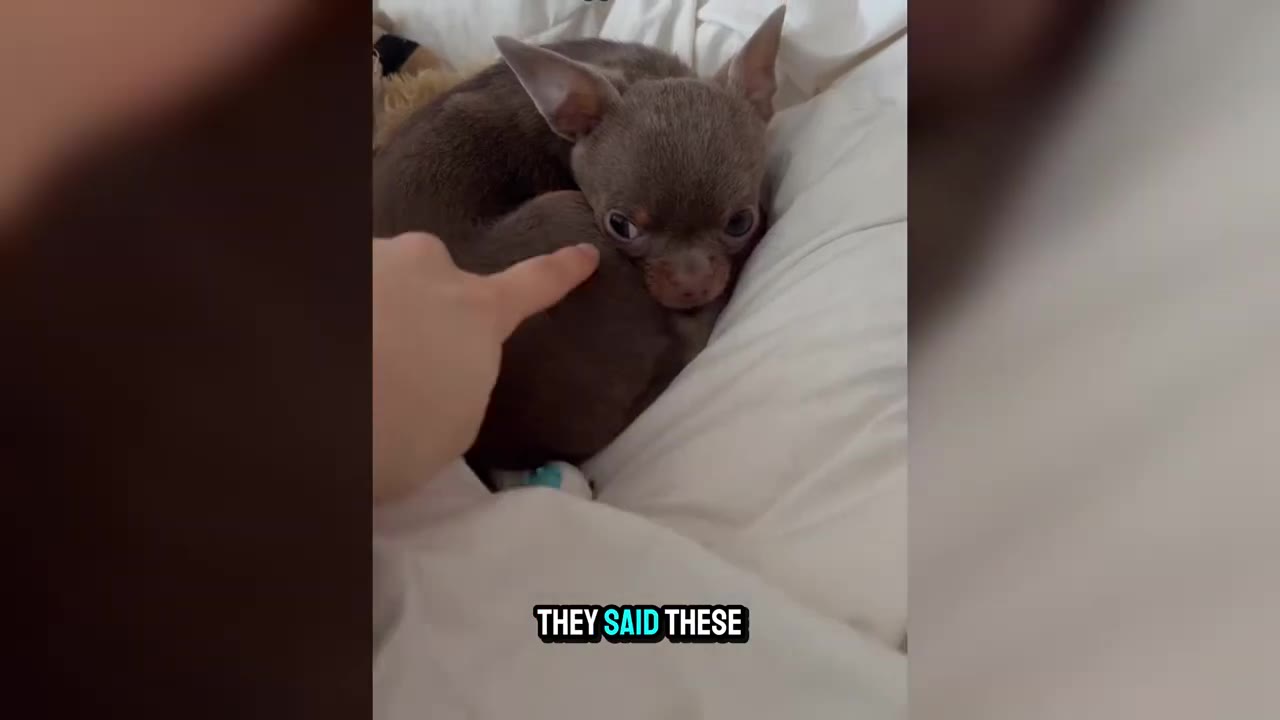 A tiny brown Chihuahua curled up on a white bed looks warily at a hand pointing towards it.