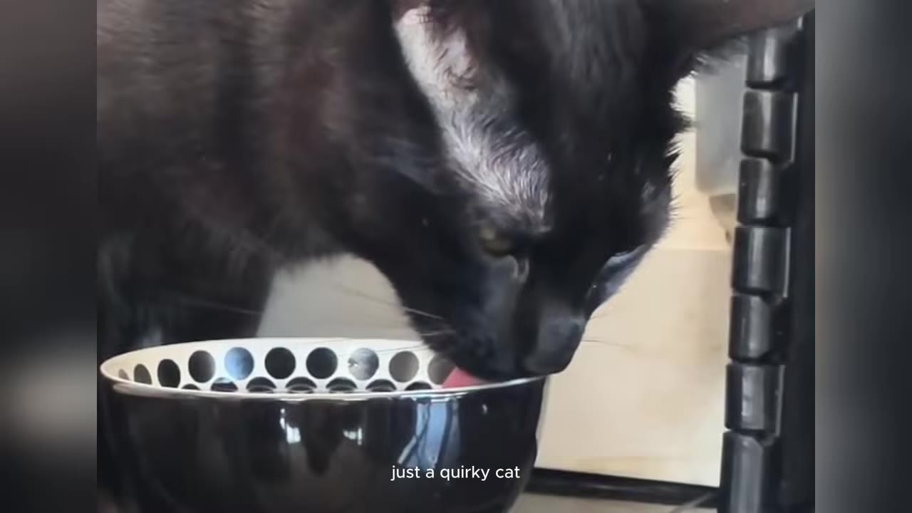 A close-up shot of a black cat licking the rim of a black and white patterned bowl.