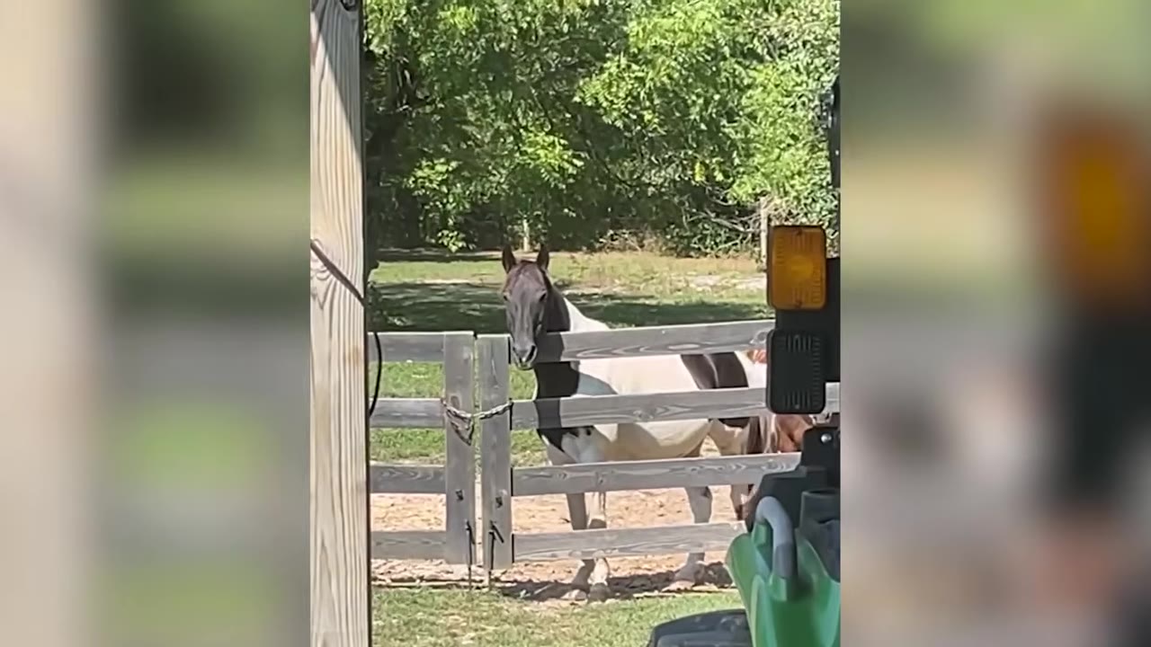 A black and white horse stands behind a wooden fence in a grassy pasture, looking forward.