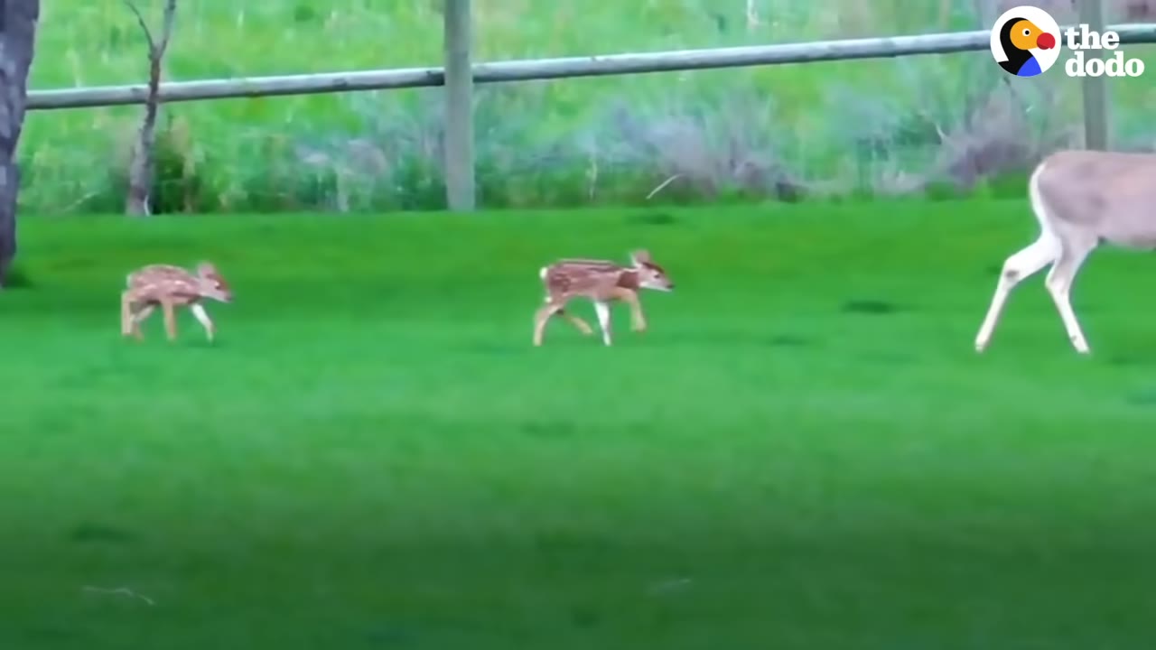 A mother deer walks ahead on a green lawn, followed by one fawn, while a second smaller fawn lags further behind near a wooden fence.