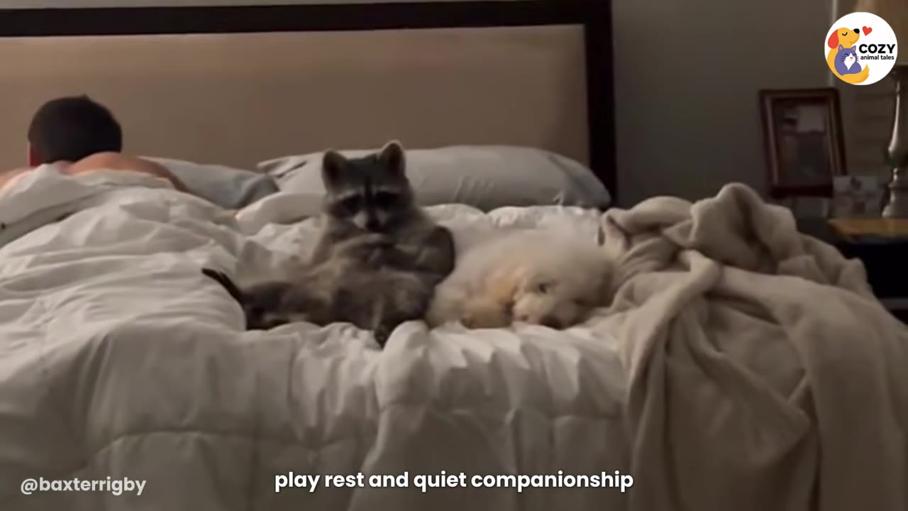 A raccoon sits upright on a bed next to a small, sleeping white puppy, conveying a sense of quiet companionship.