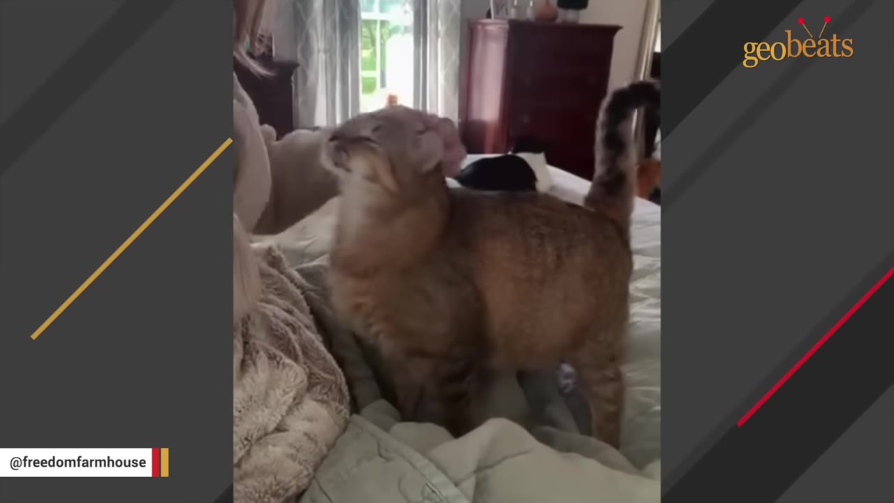 A brown tabby cat stands on a bed, leaning its head affectionately into a person's hand to be petted.