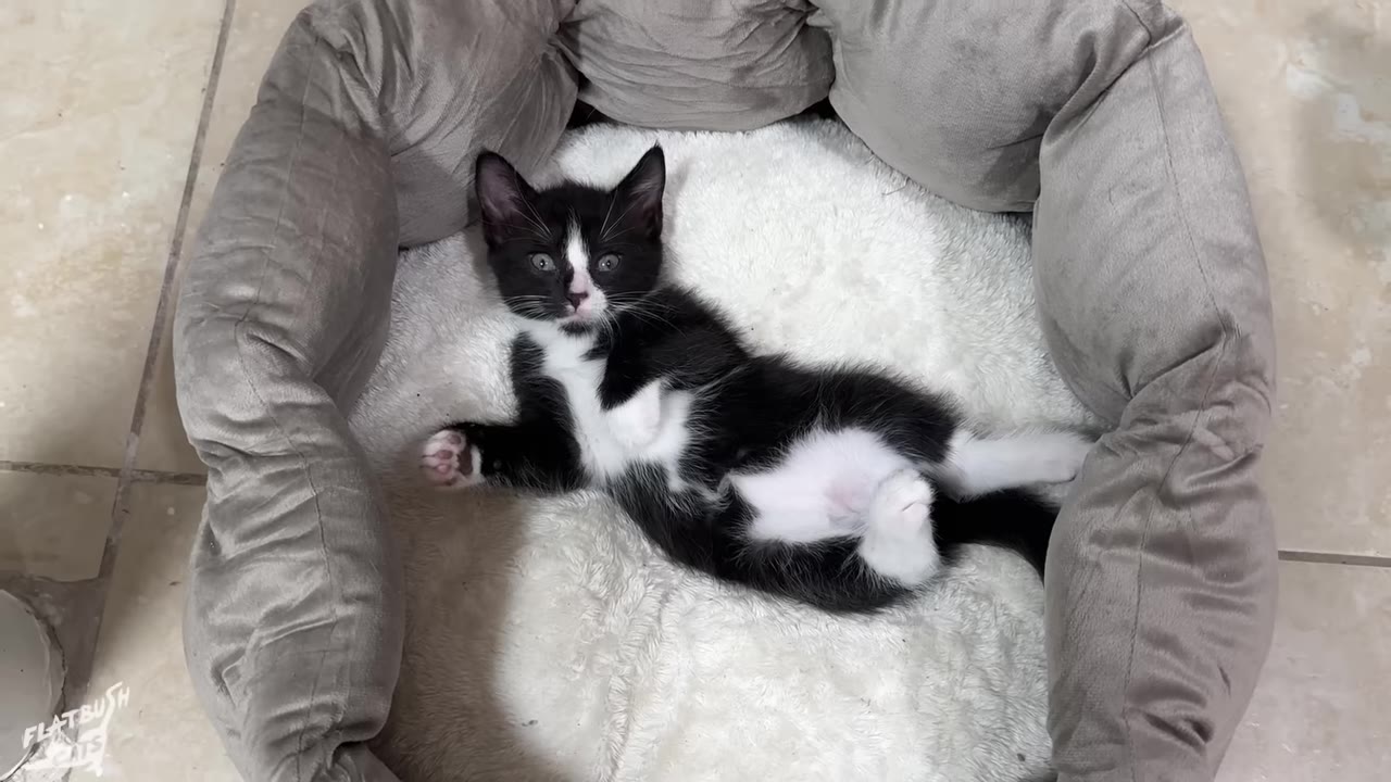 A black and white kitten lies on its back inside a plush grey pet bed with a white fleece interior.