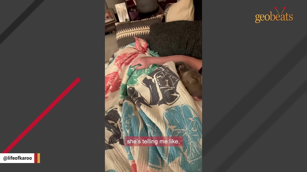 A dog sleeping peacefully in a bed under a colorful blanket next to a person's arm.