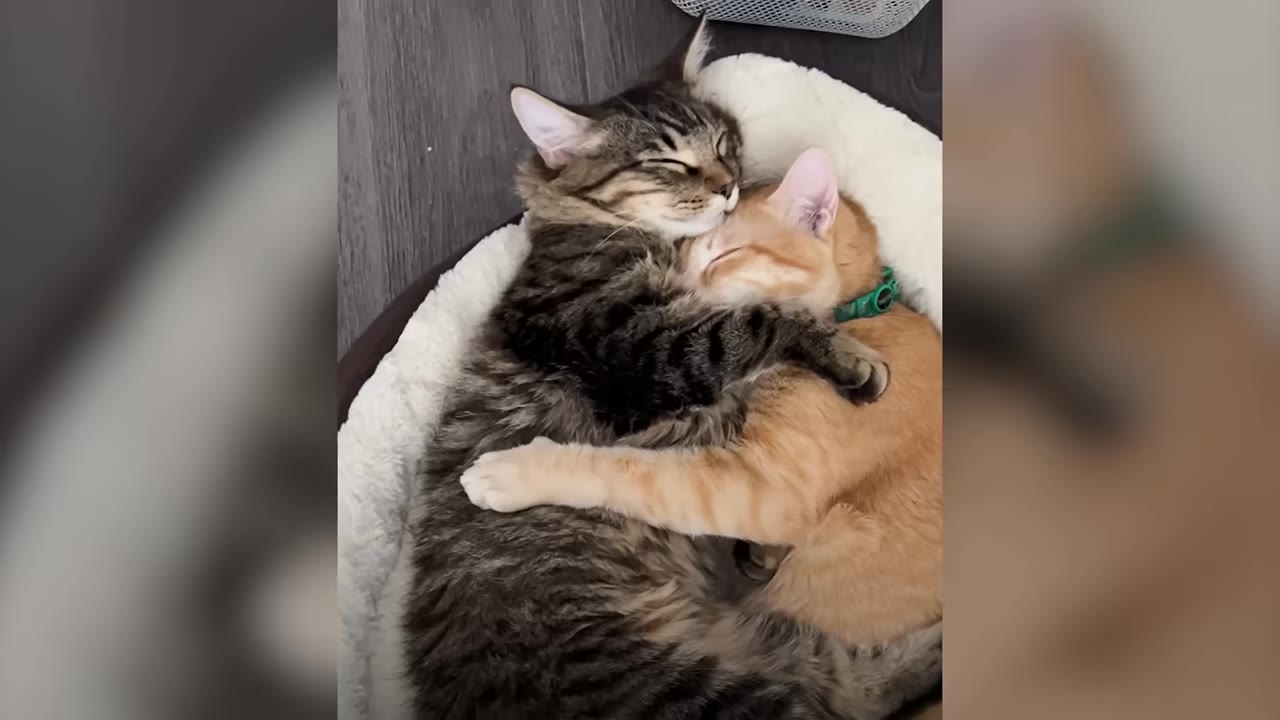 A fluffy tabby cat and an orange tabby cat sleeping curled up together in a white pet bed, hugging each other with their paws.