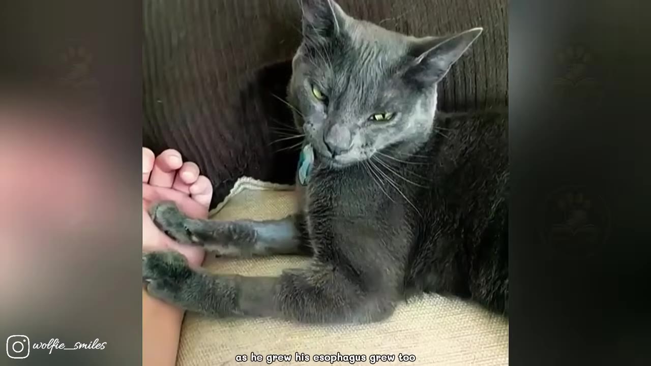 A grey cat lies on a cushion, resting its paw on a person's hand.