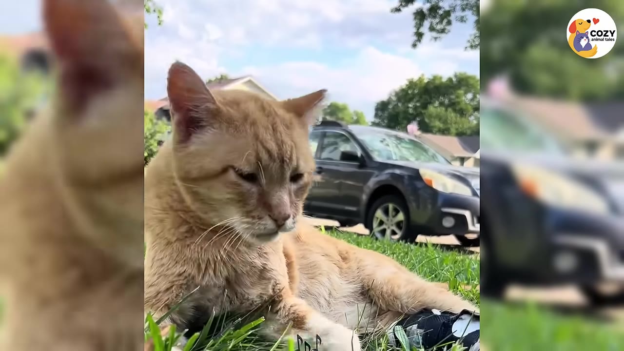 An orange cat relaxing on a patch of green grass on a sunny day with a car in the background.
