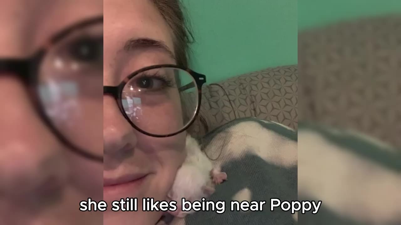 A close-up of a young white kitten resting on the shoulder of a smiling woman wearing glasses.
