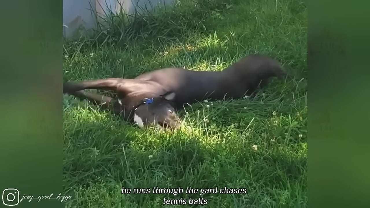 A dark-colored dog happily rolling on its back in lush green grass.