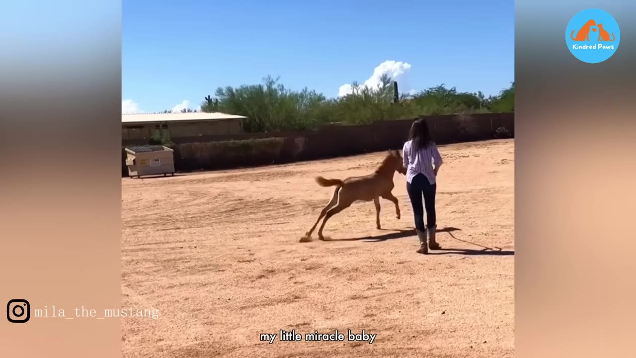 A young brown foal playfully prances and runs next to a woman walking in a sandy outdoor arena under a clear blue sky.