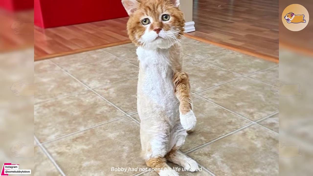 An orange and white cat with shaved fur on its body stands upright on its hind legs on a tiled floor, looking directly at the camera with wide eyes.