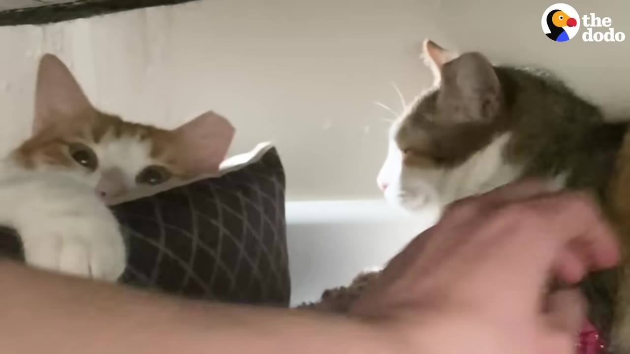 An orange and white cat peeks over a patterned pillow with wide eyes, watching a hand gently pet another cat nearby.