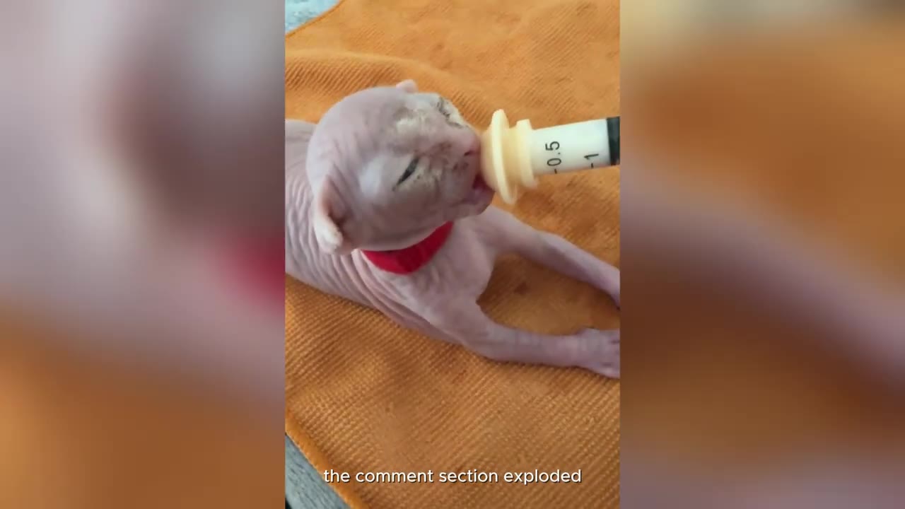 A tiny hairless Sphynx kitten with a red collar drinks from a syringe feeder on an orange towel.