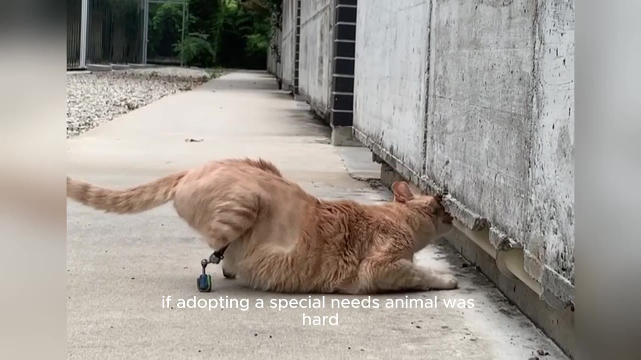 An orange cat with prosthetic back legs stretches on a concrete path next to a concrete wall.