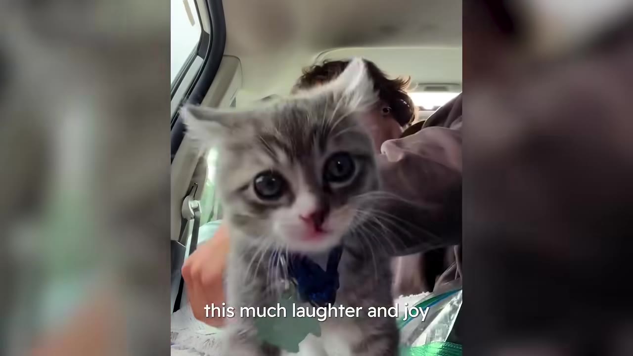 A close-up of a small grey and white tabby kitten looking directly at the camera inside a car, with its rescuer visible in the background.