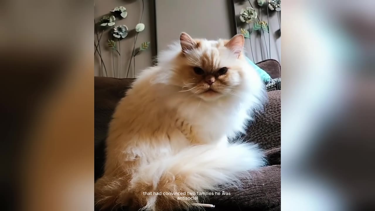 A fluffy, cream-colored Persian cat sitting upright on a brown couch, looking directly at the camera with a grumpy expression.