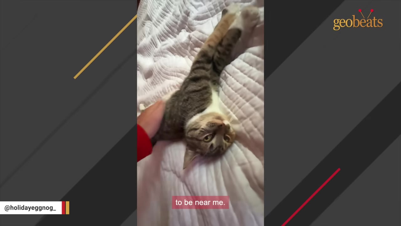 A tabby cat lies on its back on a white textured blanket, looking up at the camera while being gently petted by a person's hand.