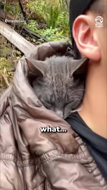 A close-up of a grey cat sleeping peacefully inside a brown jacket, snuggled against a man's neck.