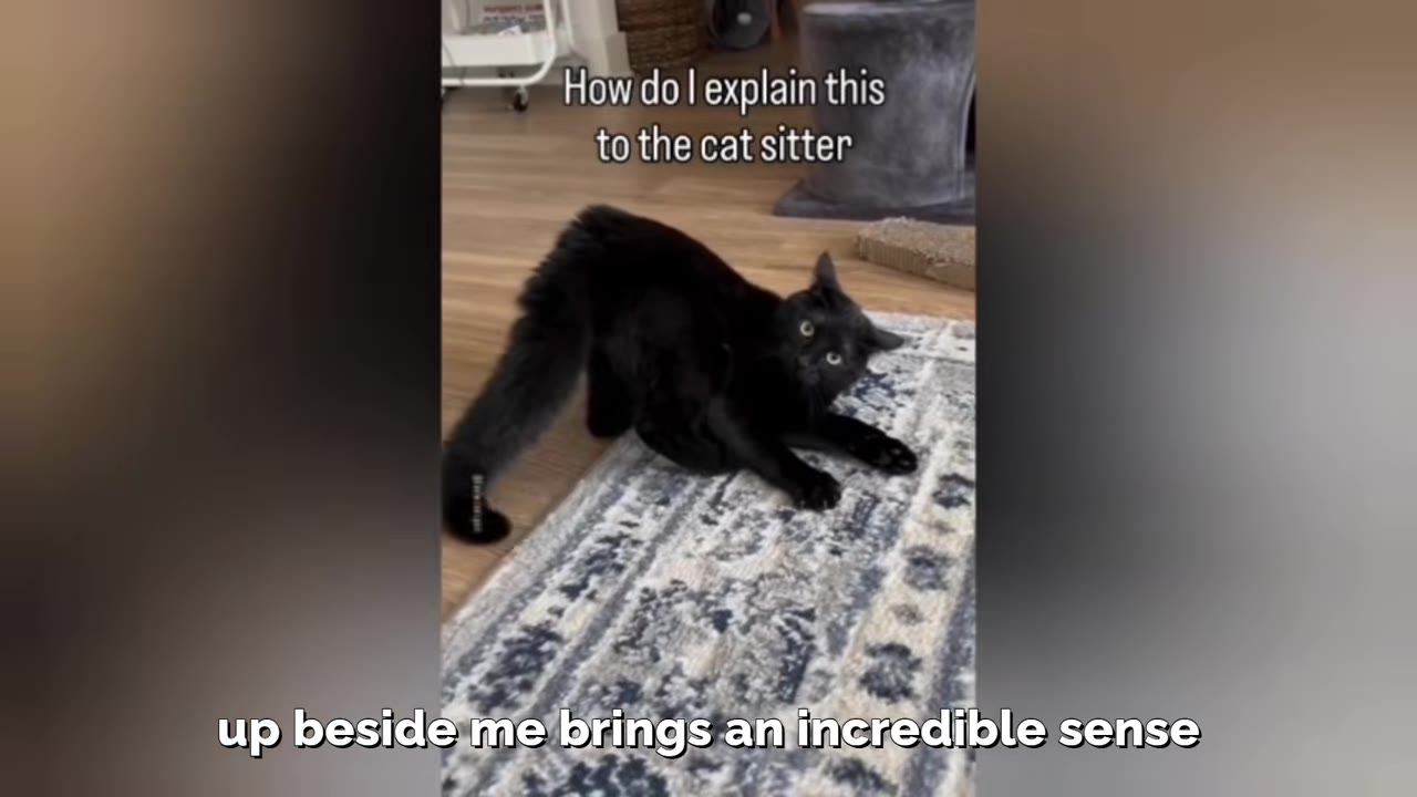 A playful black cat with wide eyes arches its back on a patterned rug.