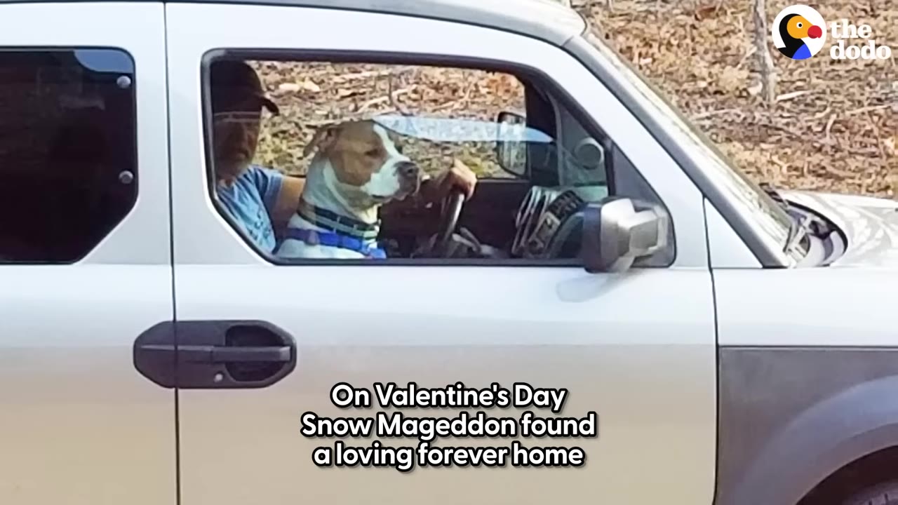 A brown and white dog sits in the passenger seat of a silver car next to a man driving, with text overlay reading 'On Valentine's Day Snow Mageddon found a loving forever home'.