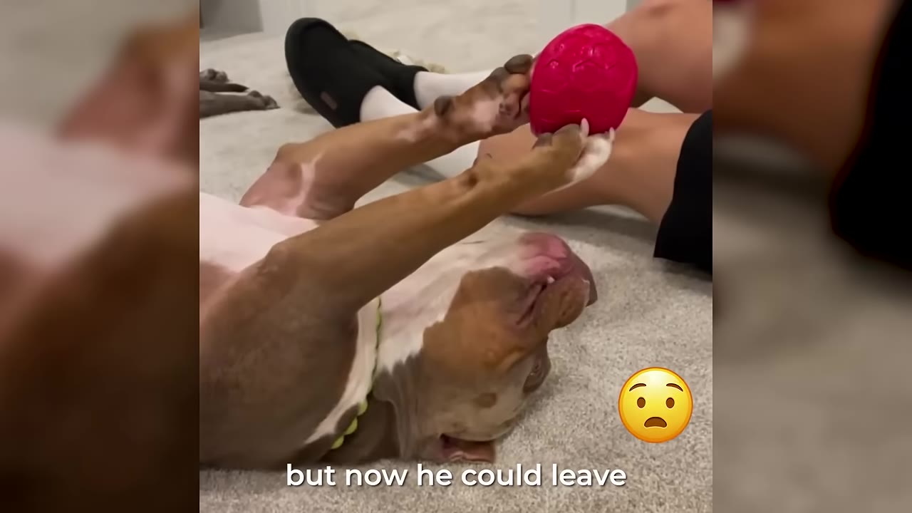 A brown and white dog lies on its back on a carpeted floor, playfully holding a red toy with its front paws next to a person.