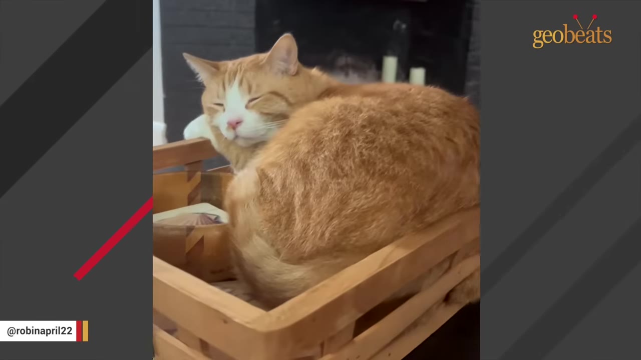 An orange and white cat sleeping peacefully inside a small wooden crate.