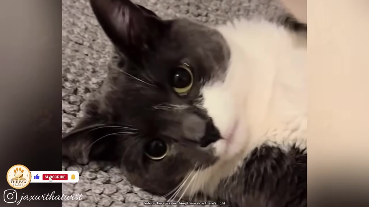A close-up of a grey and white cat with wide, curious eyes looking up while lying on a textured grey carpet.