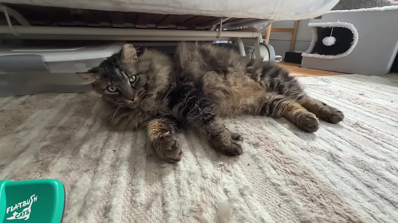 A fluffy, long-haired tabby cat lying down and relaxing on a light-colored rug indoors.