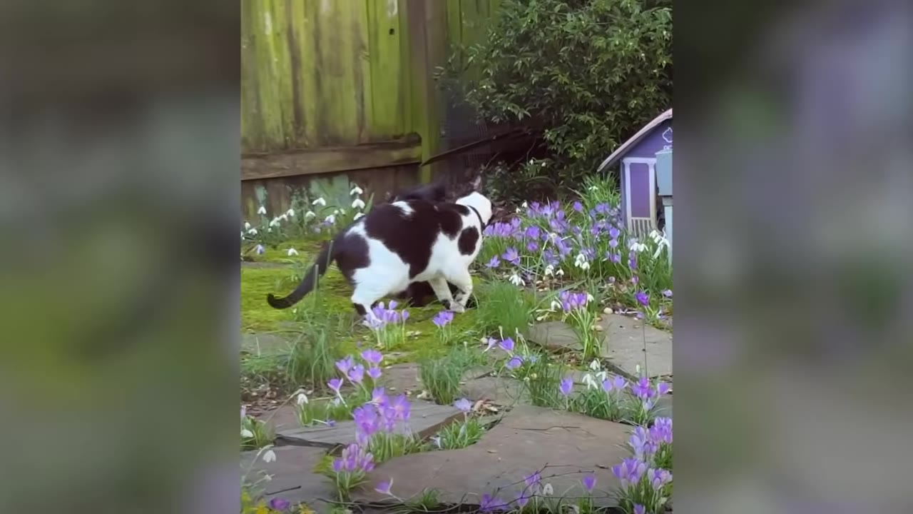 A black and white cat walks through a garden path surrounded by blooming purple crocus flowers next to a wooden fence.
