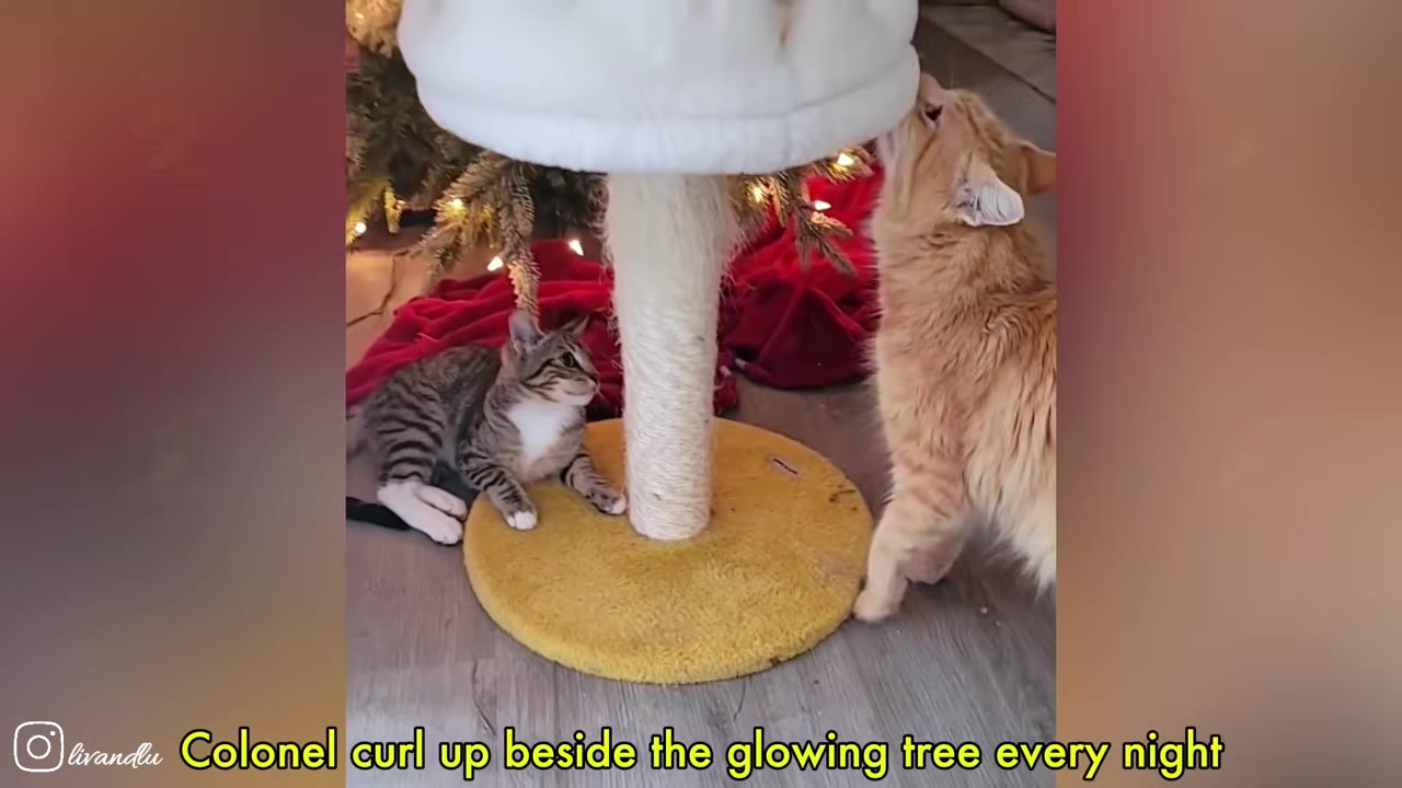 An orange cat stands next to a cat tree, while a tabby cat lies nearby, with a glowing Christmas tree in the background.