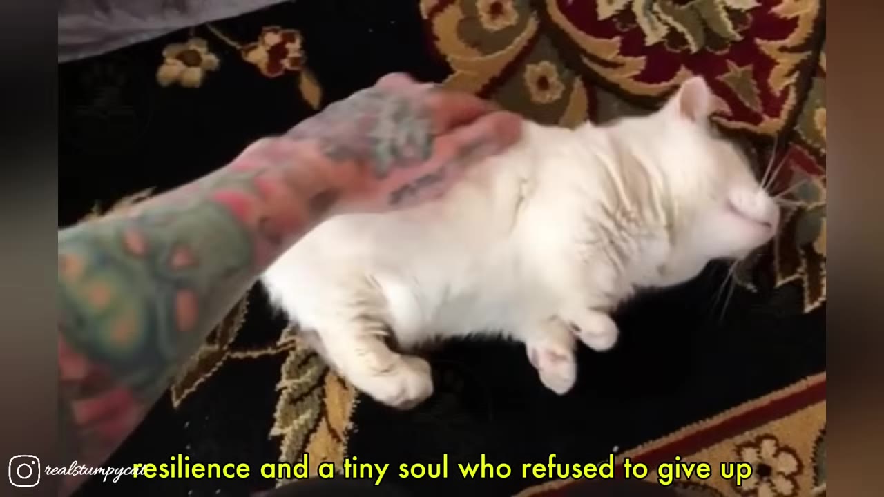 A white cat lying on a patterned rug, closing its eyes contentedly as a tattooed hand gently pets its back.