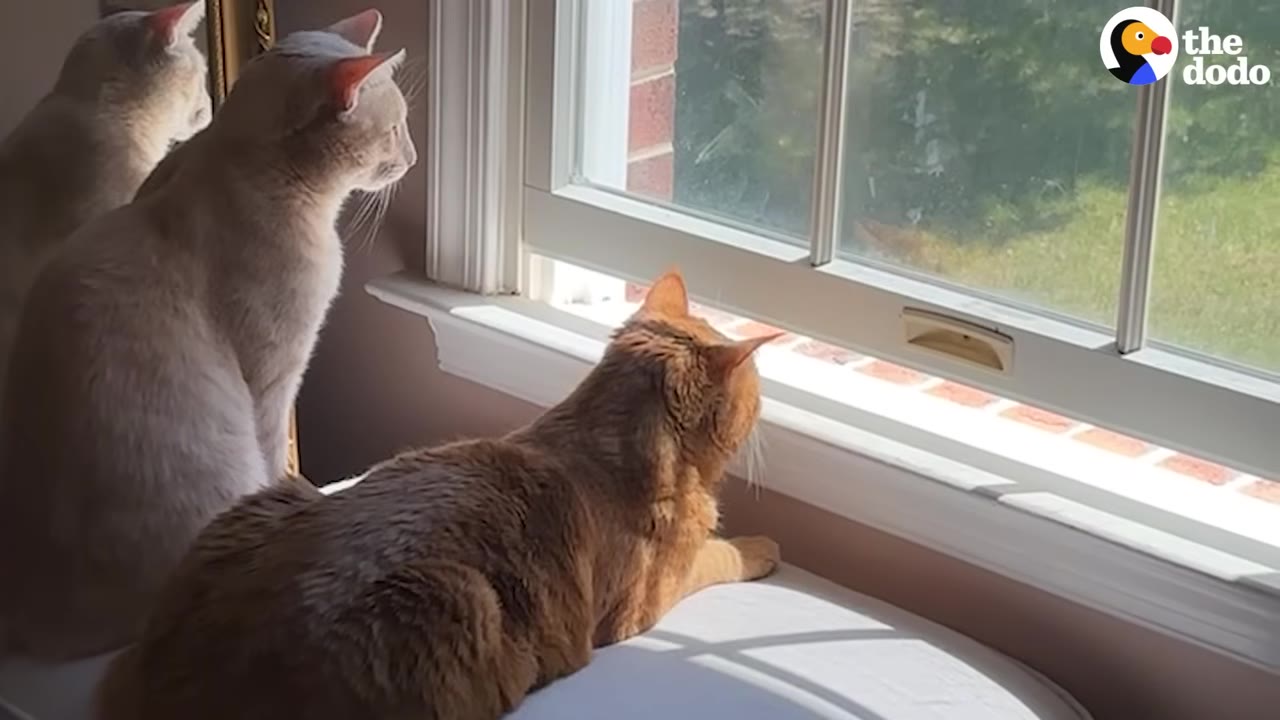An orange tabby cat and a light grey cat sit side-by-side on a window sill, looking out the window together.
