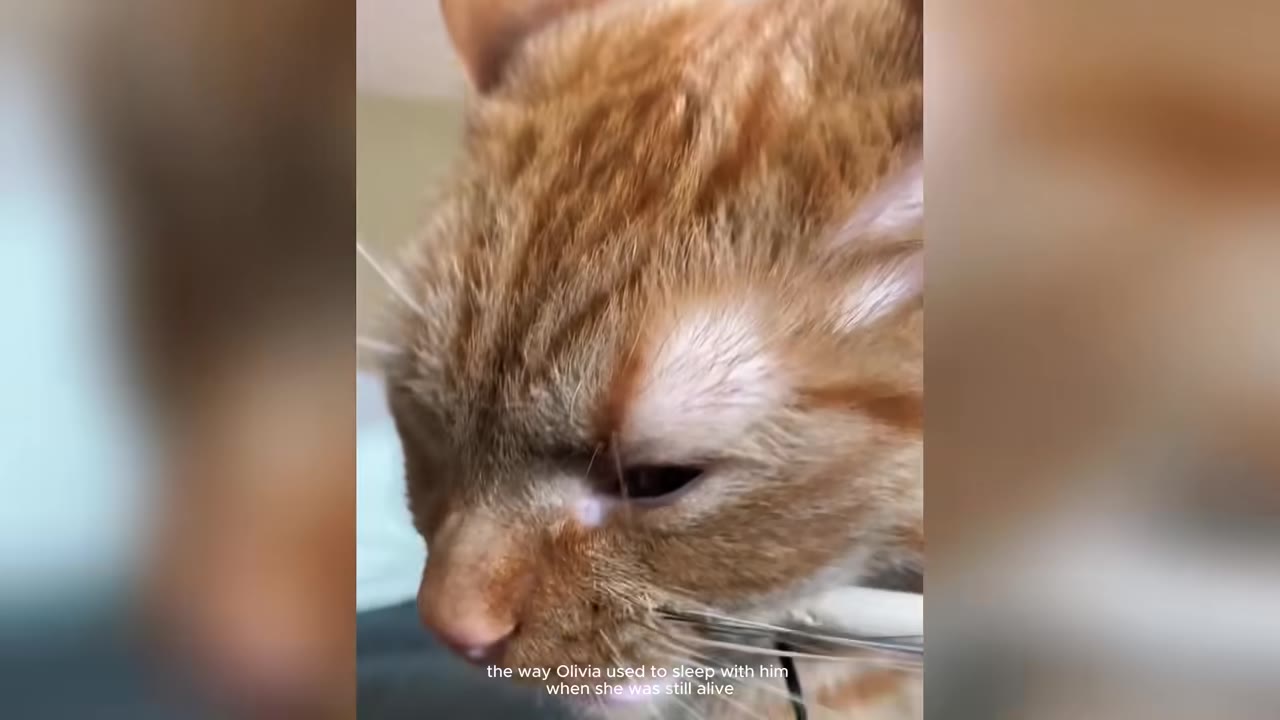A close-up shot of an orange tabby cat looking down with a soft, gentle expression.