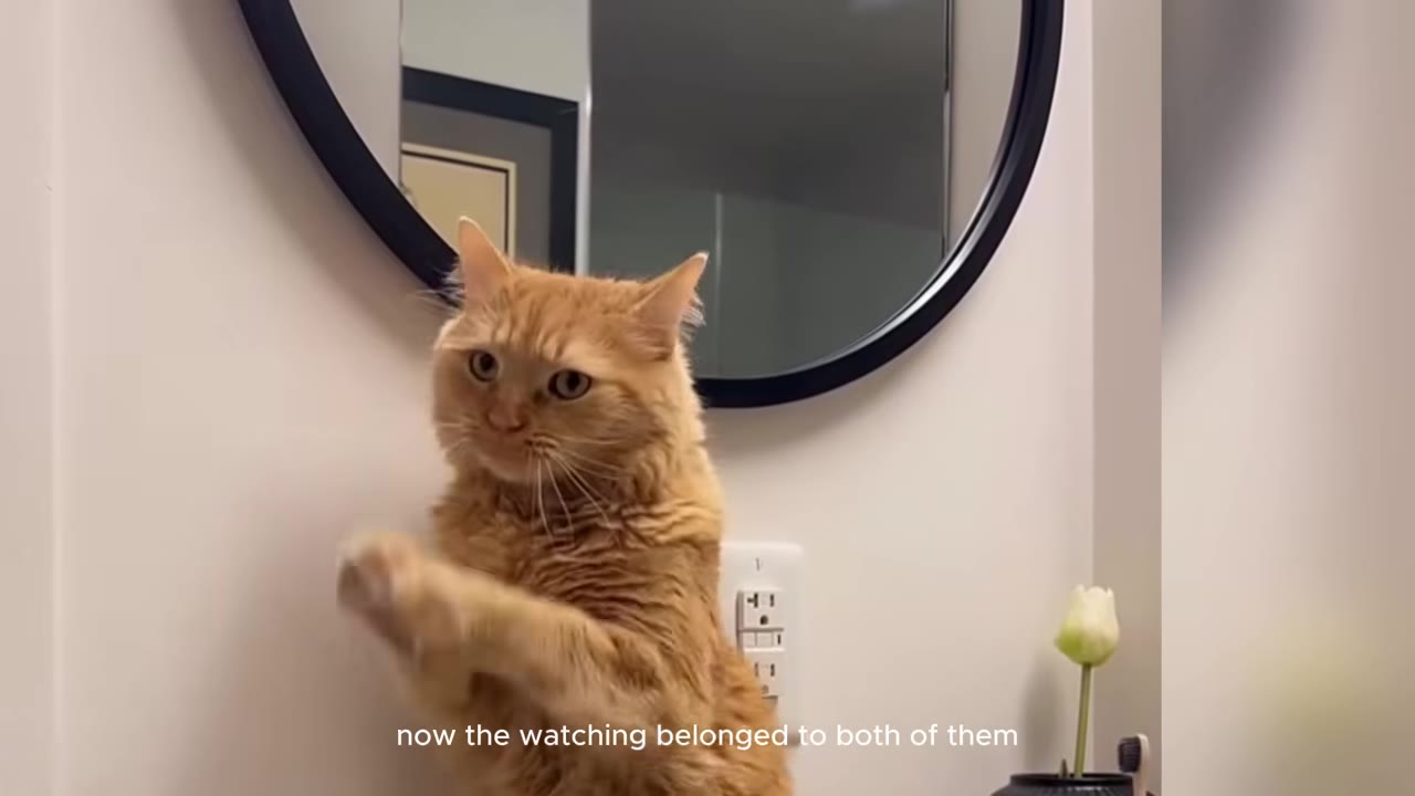 An orange long-haired cat stands on its hind legs in front of a round mirror, looking off-camera with an alert expression.
