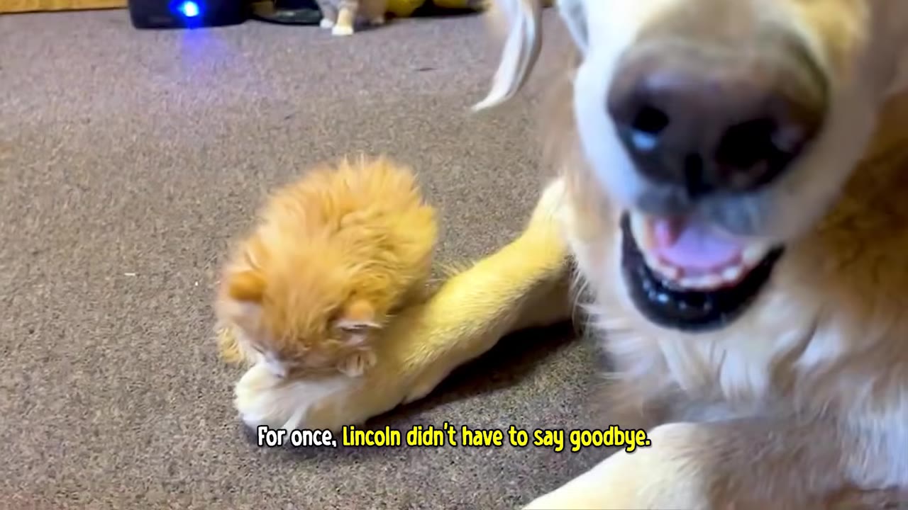 A happy golden retriever smiling next to a small orange kitten resting on its paw, with text reading 'For once, Lincoln didn't have to say goodbye.'