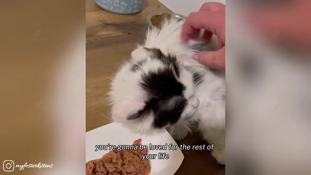 A fluffy black and white kitten being gently petted on its back next to a plate of food.