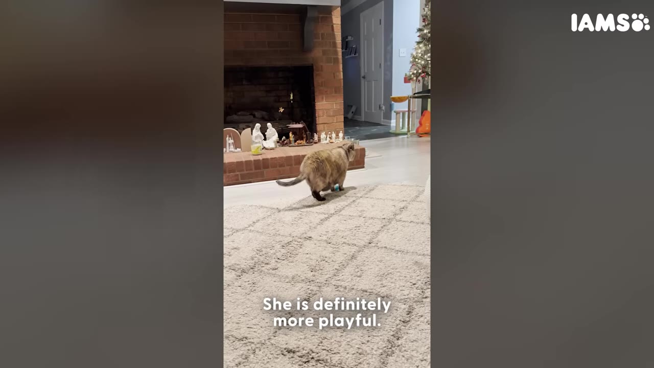 A fluffy cat walks across a light-colored rug in a living room with a fireplace in the background, with text overlay reading 'She is definitely more playful.'