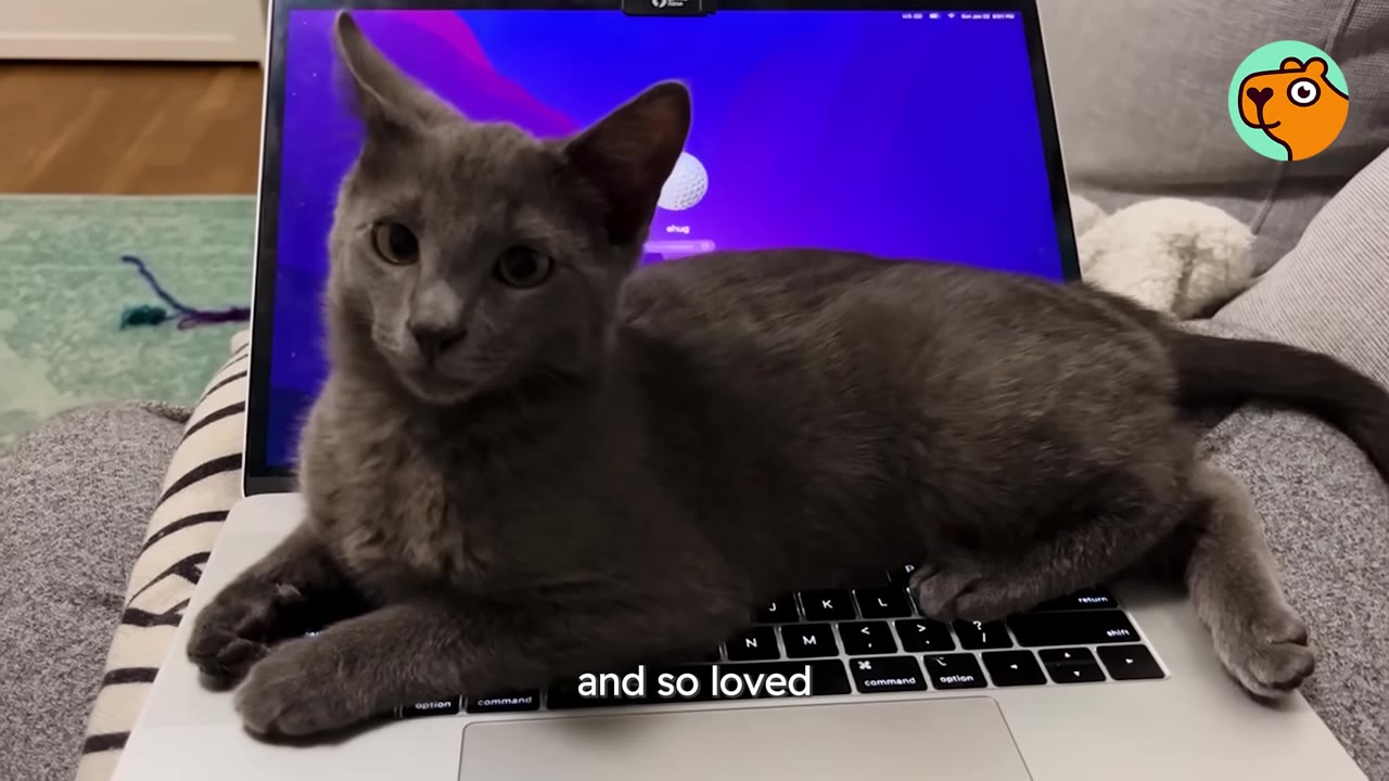 A grey cat lies comfortably on top of an open laptop keyboard, looking directly at the camera.