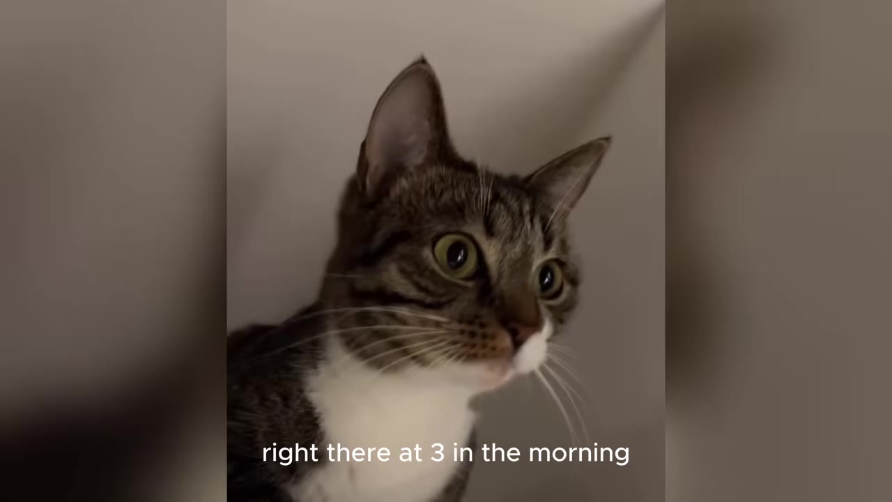 A wide-eyed tabby and white cat looks alertly to the side while tucked into a white corner space.