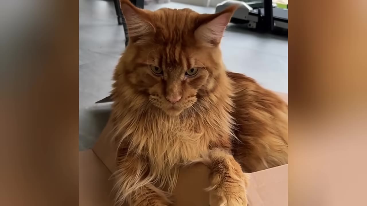 A large, fluffy orange Maine Coon cat sitting inside a cardboard box, looking directly at the camera.