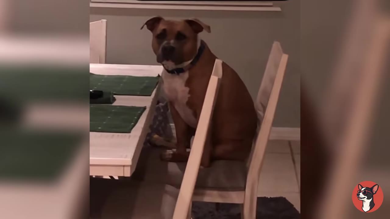 A brown and white dog sitting upright on a wooden dining chair at a table, looking towards the camera.