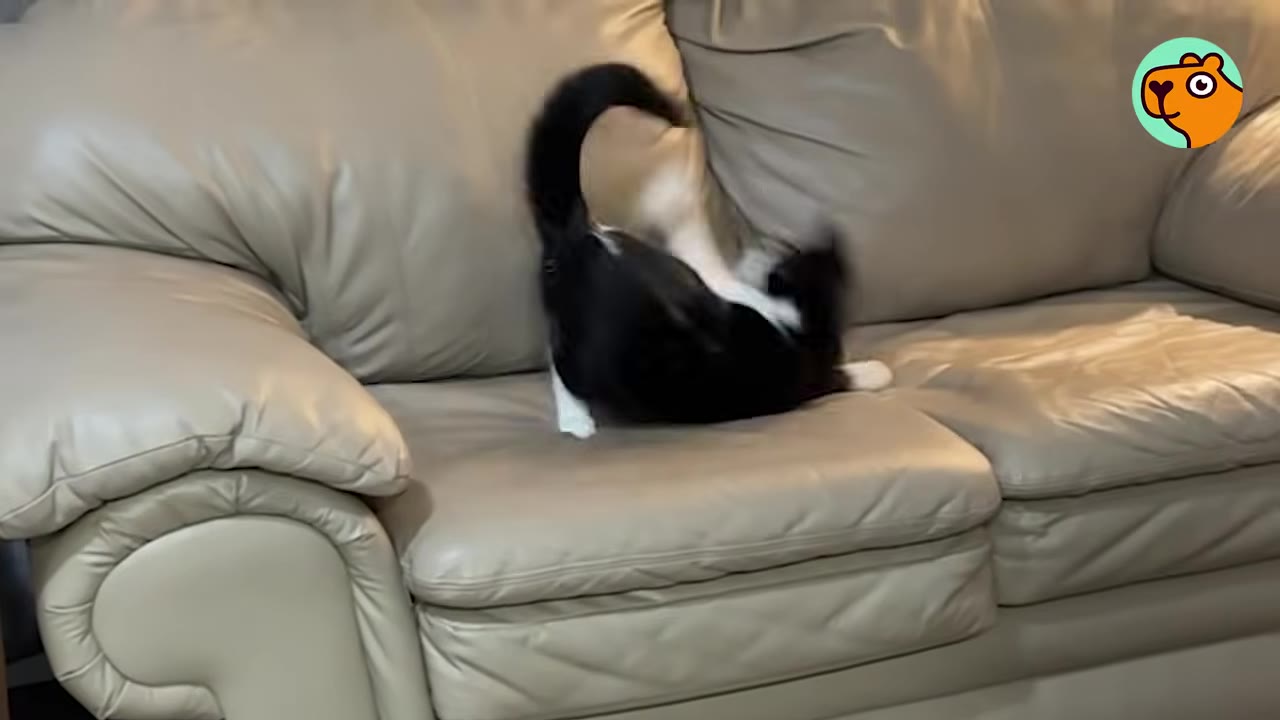 A black and white cat playfully rolling on its back on a beige leather couch.