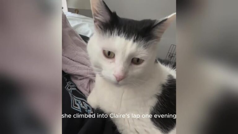 Georgia Cat Passed Over For 4 Months Makes One Small Move That Leaves Shelter Volunteer Stunned