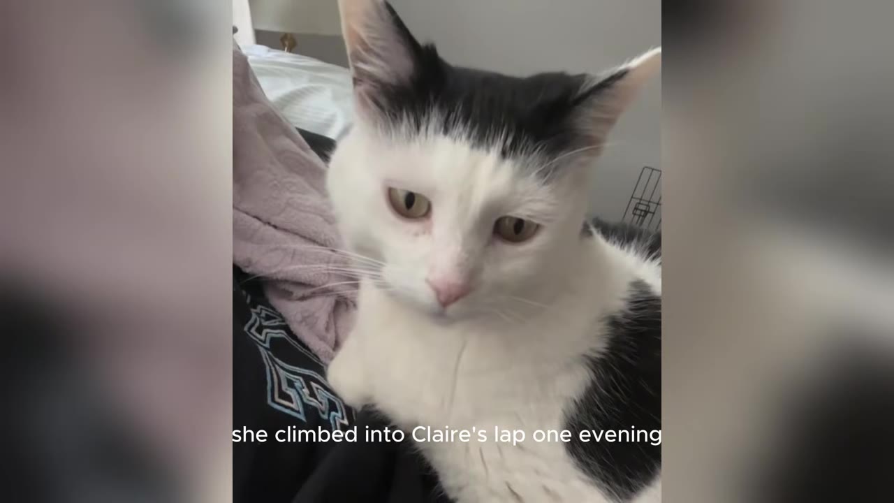A black and white cat with yellow eyes sitting on a person's lap.