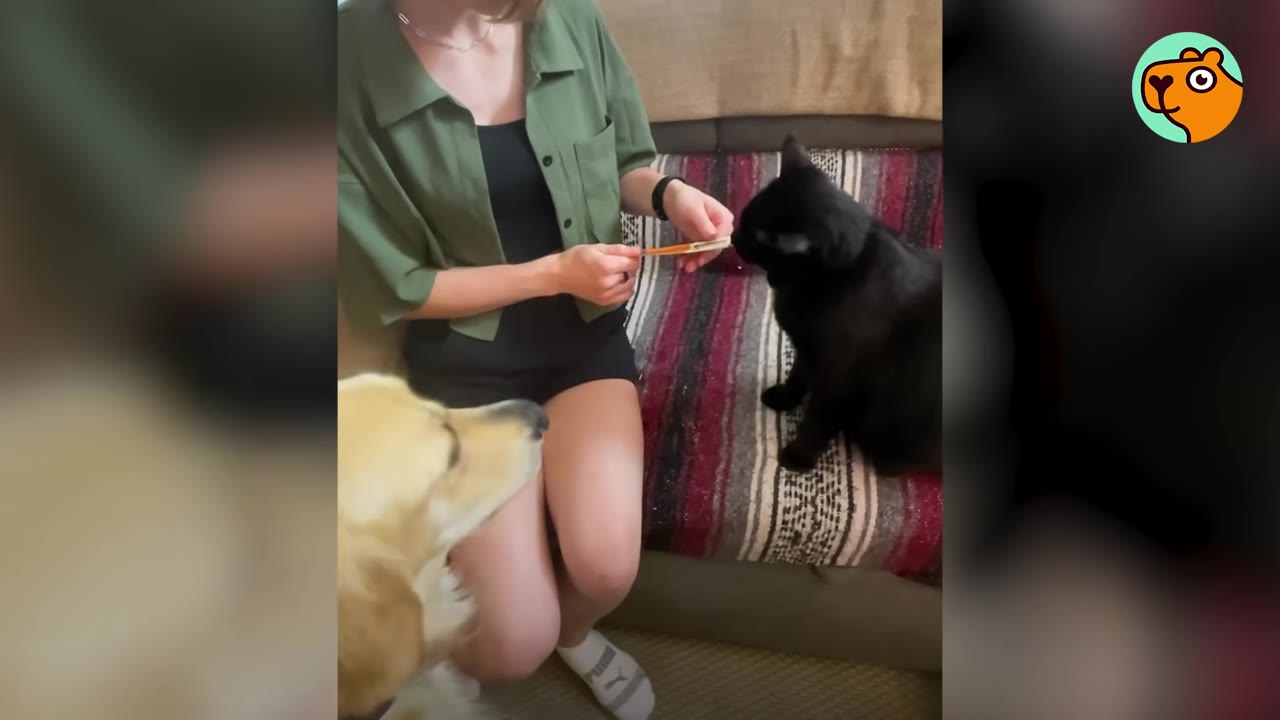 A woman in a green shirt sits on a couch, feeding a treat to a black cat while a golden dog watches from below.