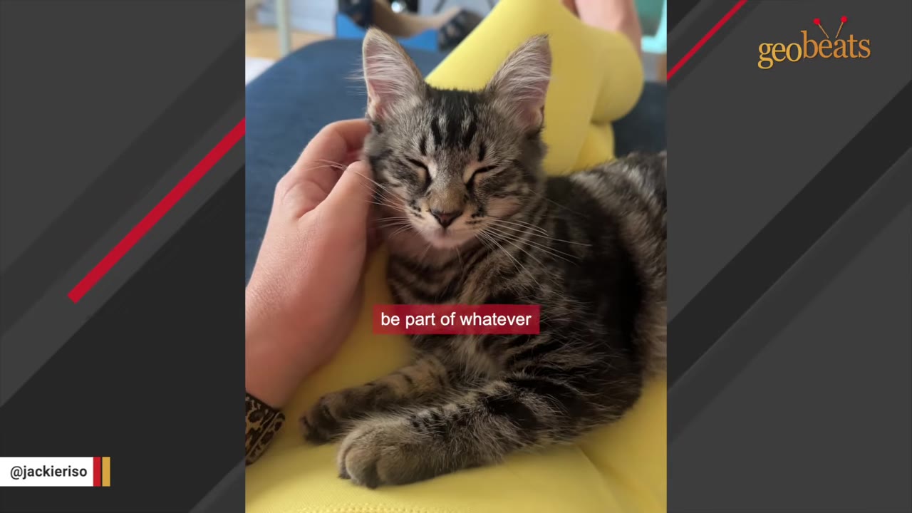 A fluffy tabby kitten rests contentedly on a person's lap in yellow pants while being gently petted on the head.