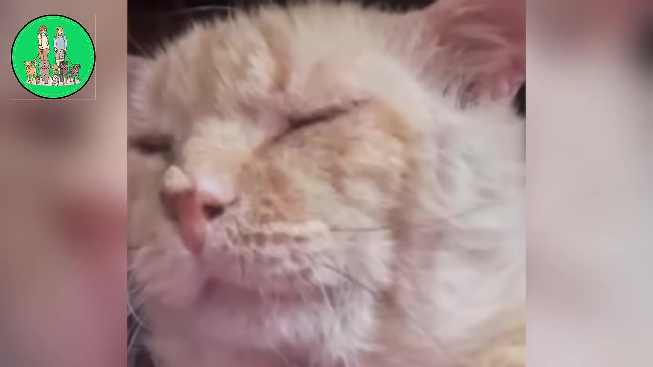 A close-up shot of a light orange cat with its eyes closed, appearing peaceful and content.